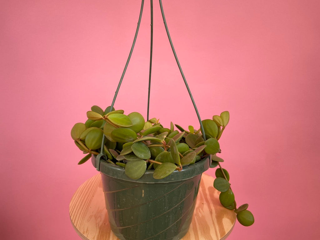 Peperomia "Hope" - 8"