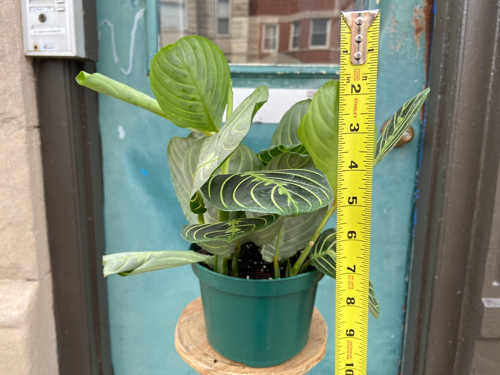 Maranta "Lemon Lime" - 6"