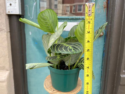 Maranta "Lemon Lime" - 6"