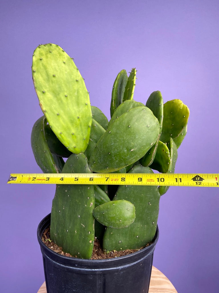 Prickly Pear Cactus (Spineless) - 10" Pot