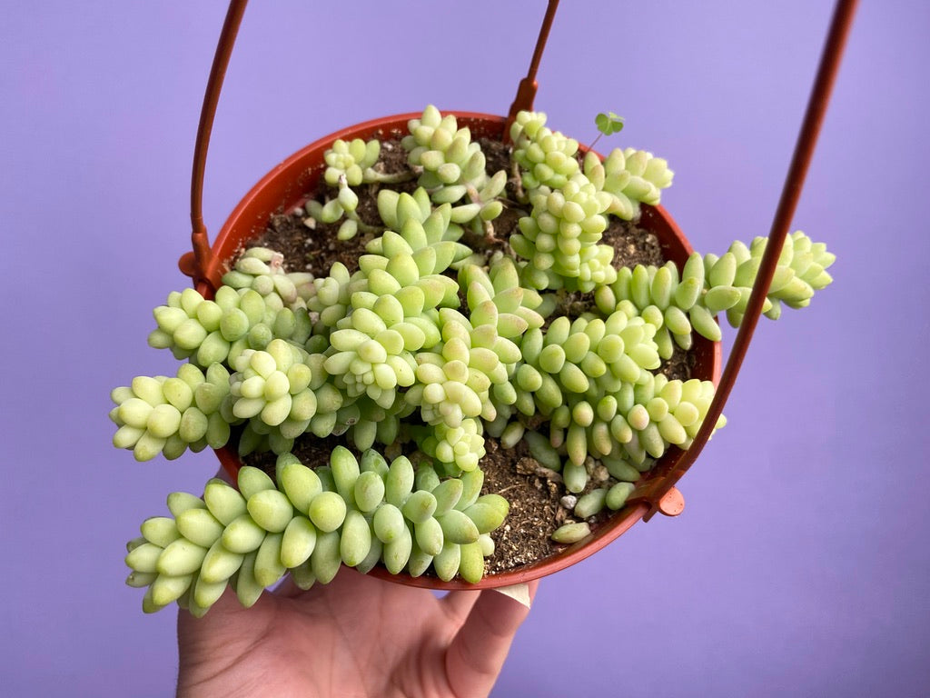 Sedum Burro's Tail - 6"