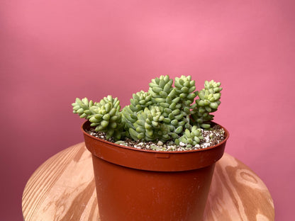 Sedum Burro's Tail - 6"