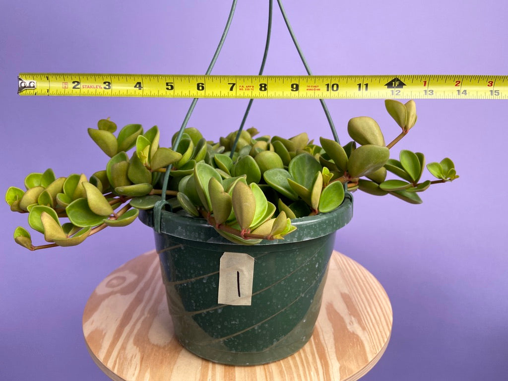 Peperomia "Hope" - 8"