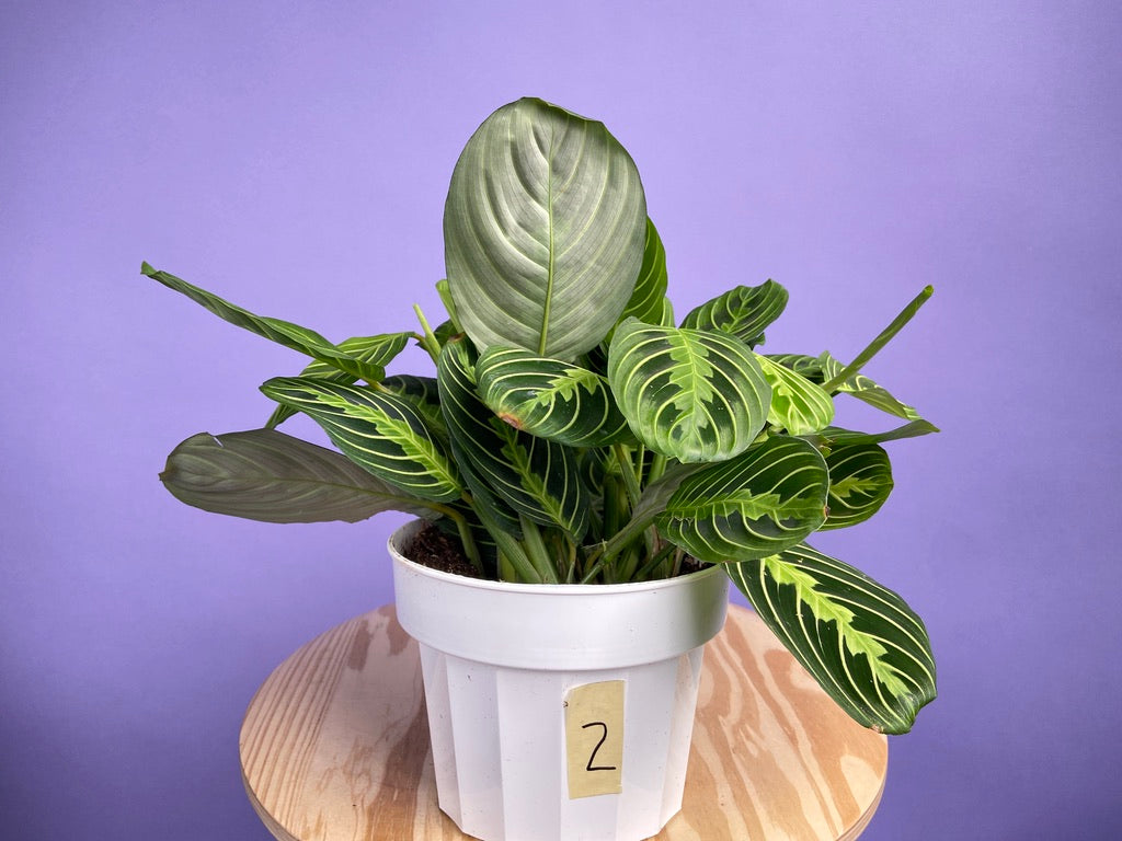 Maranta "Lemon Lime" - 6"