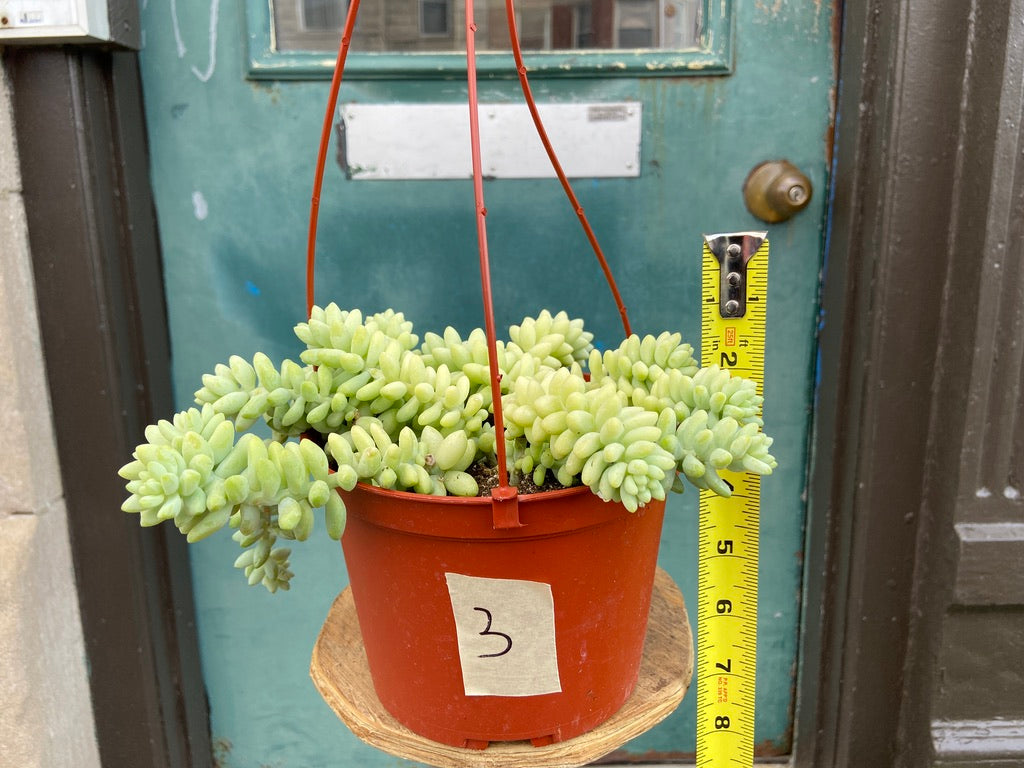 Sedum Burro's Tail - 6"