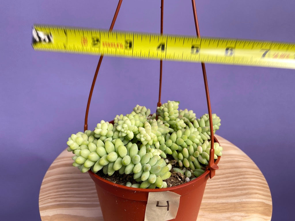 Sedum Burro's Tail - 6"