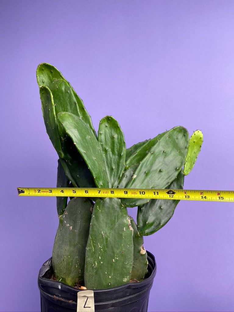 Prickly Pear Cactus (Spineless) - 10" Pot
