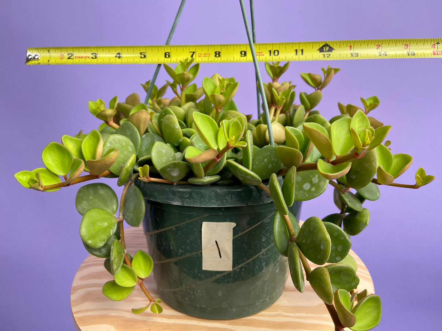 Peperomia "Hope" - 8"