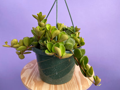 Peperomia "Hope" - 8"