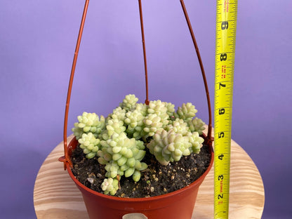 Sedum Burro's Tail - 6"