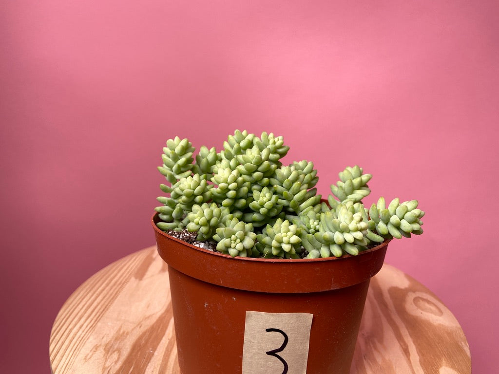 Sedum Burro's Tail - 6"
