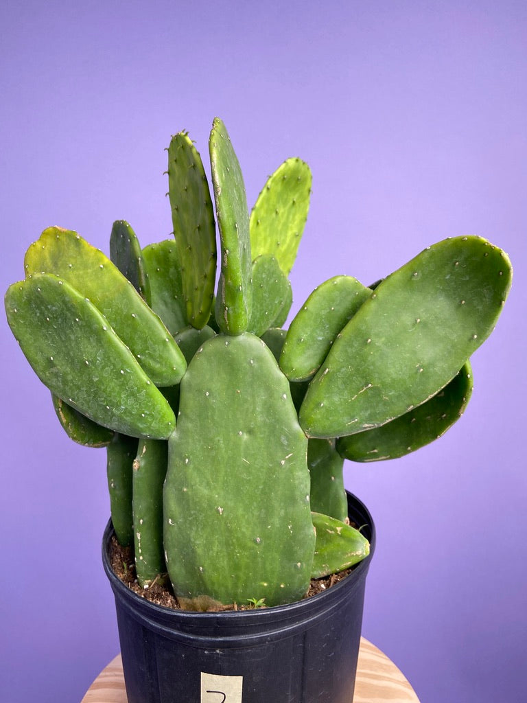 Prickly Pear Cactus (Spineless) - 10" Pot
