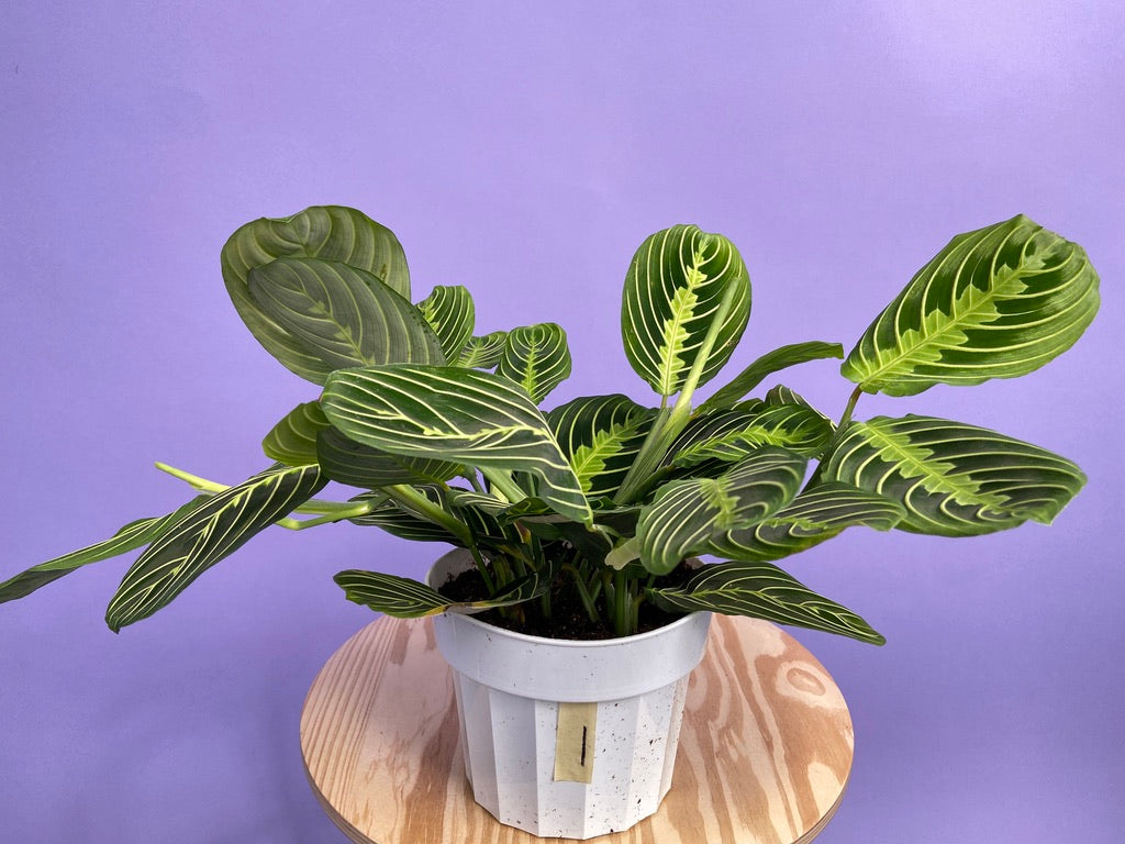 Maranta "Lemon Lime" - 6"