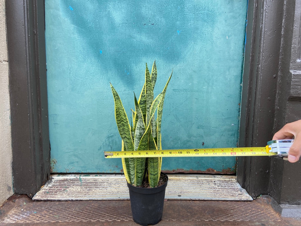 Sansevieria Laurentii (Snake Plant) - 6" Pot