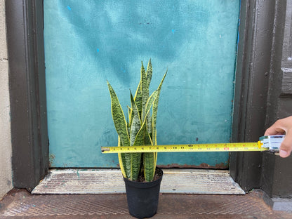 Sansevieria Laurentii (Snake Plant) - 6" Pot
