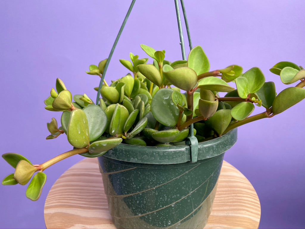 Peperomia "Hope" - 8"