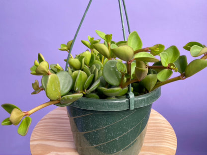 Peperomia "Hope" - 8"