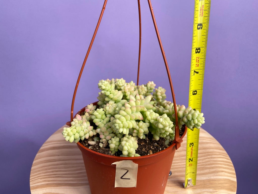 Sedum Burro's Tail - 6"