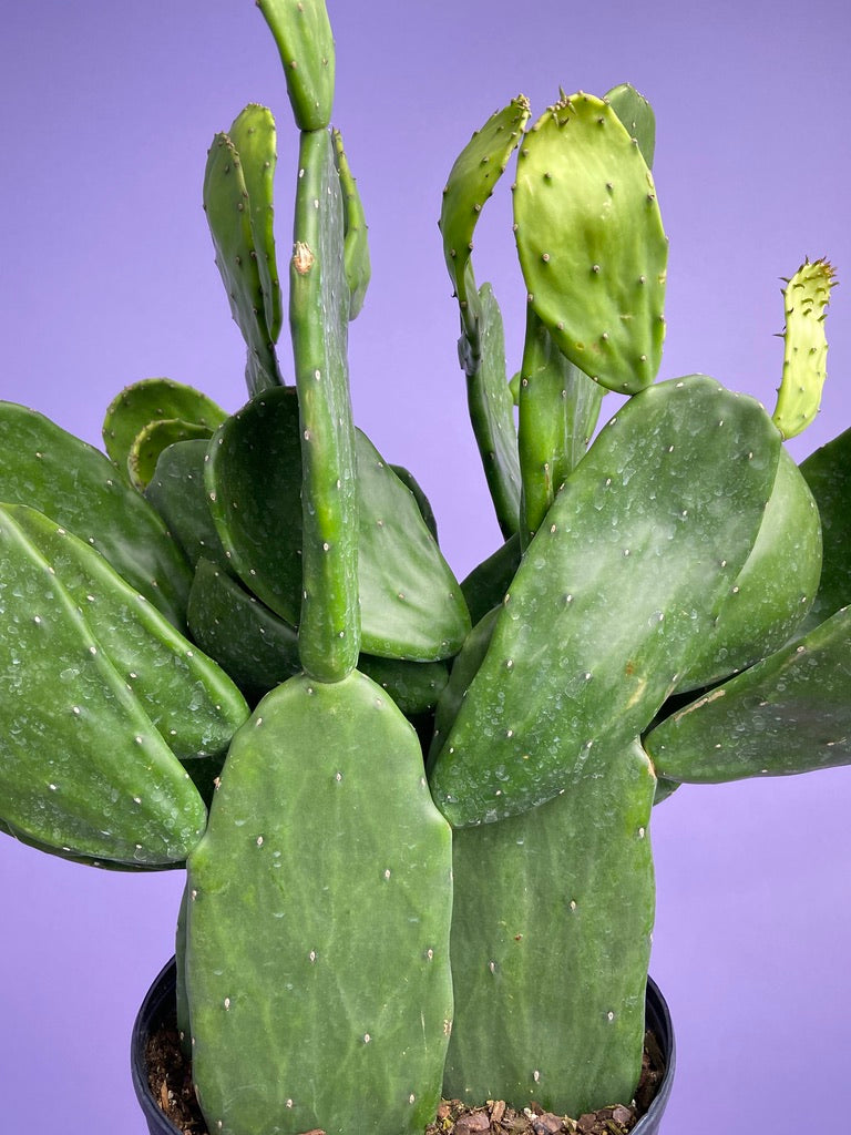 Prickly Pear Cactus (Spineless) - 10" Pot