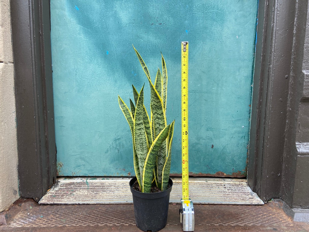 Sansevieria Laurentii (Snake Plant) - 6" Pot