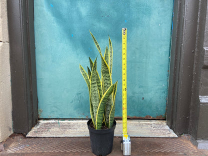 Sansevieria Laurentii (Snake Plant) - 6" Pot