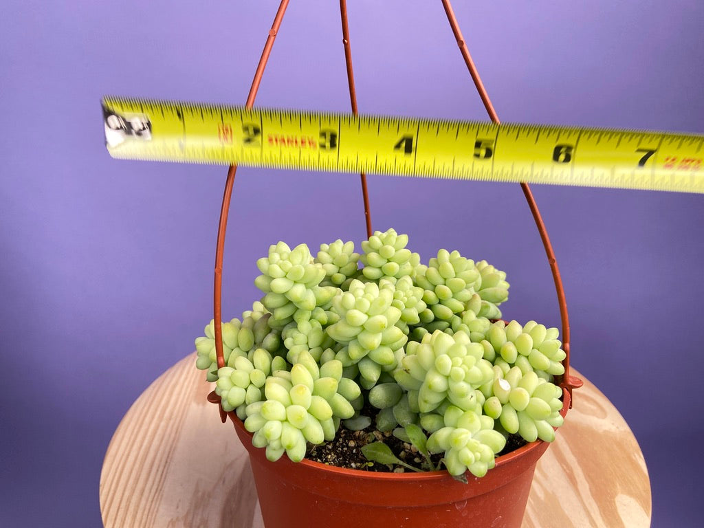 Sedum Burro's Tail - 6"