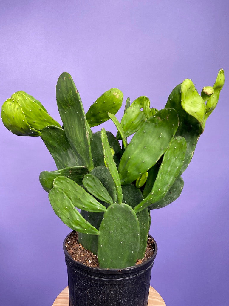 Prickly Pear Cactus (Spineless) - 10" Pot