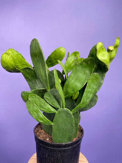 Prickly Pear Cactus (Spineless) - 10" Pot