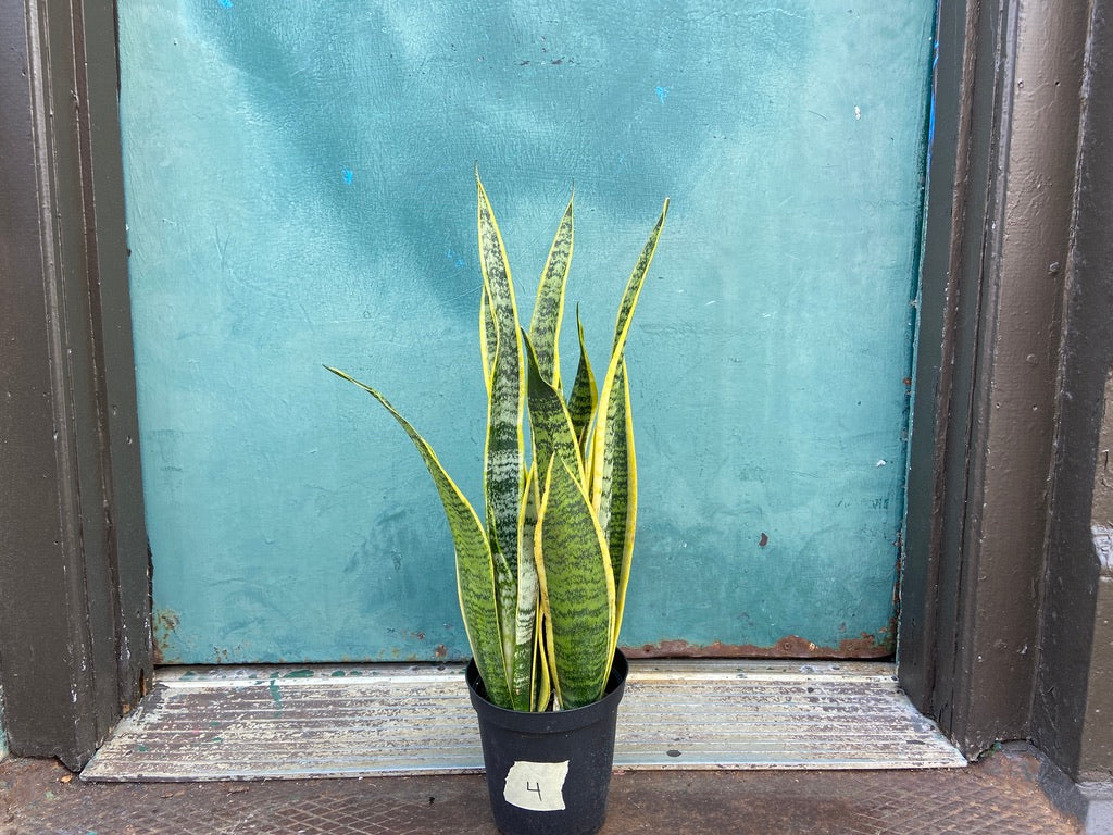 Sansevieria Laurentii (Snake Plant) - 6" Pot