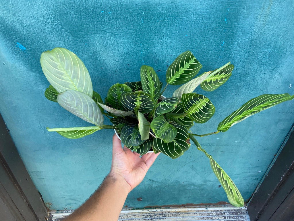 Maranta "Lemon Lime" - 6"