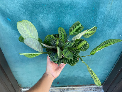 Maranta "Lemon Lime" - 6"