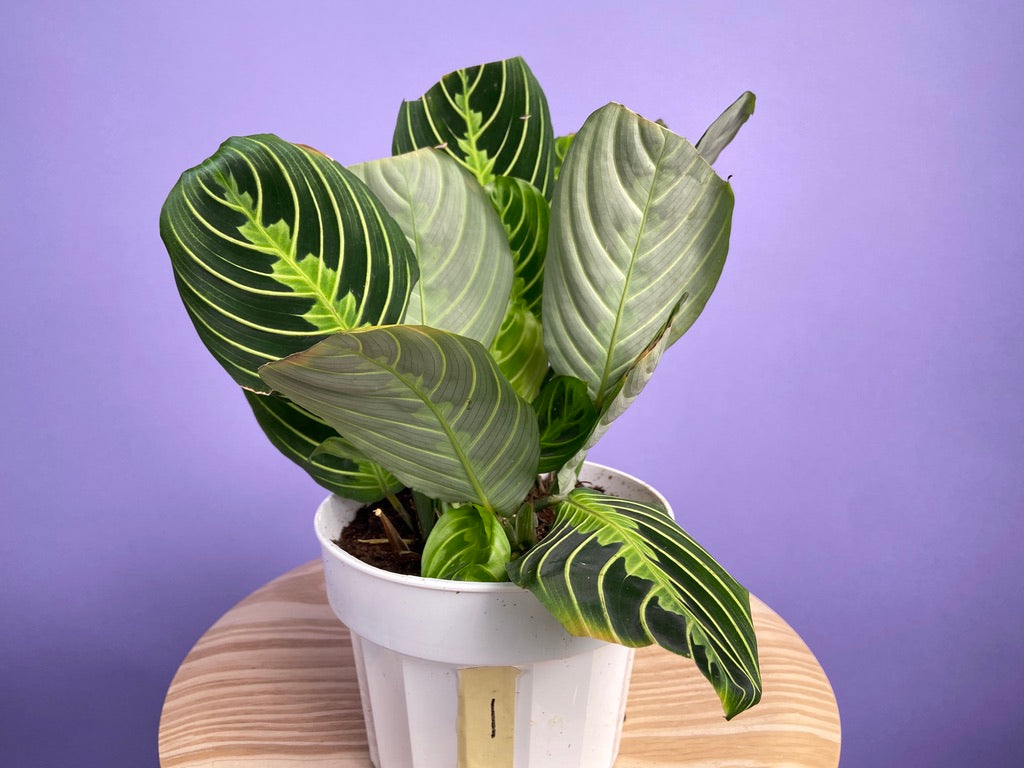 Maranta "Lemon Lime" - 6"
