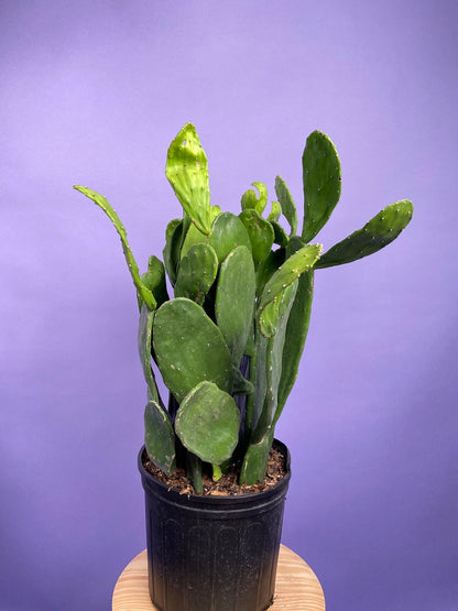 Prickly Pear Cactus (Spineless) - 10" Pot