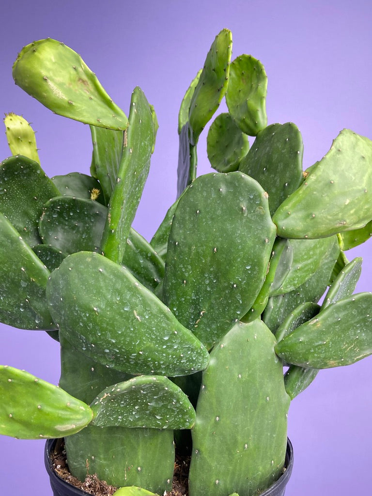 Prickly Pear Cactus (Spineless) - 10" Pot
