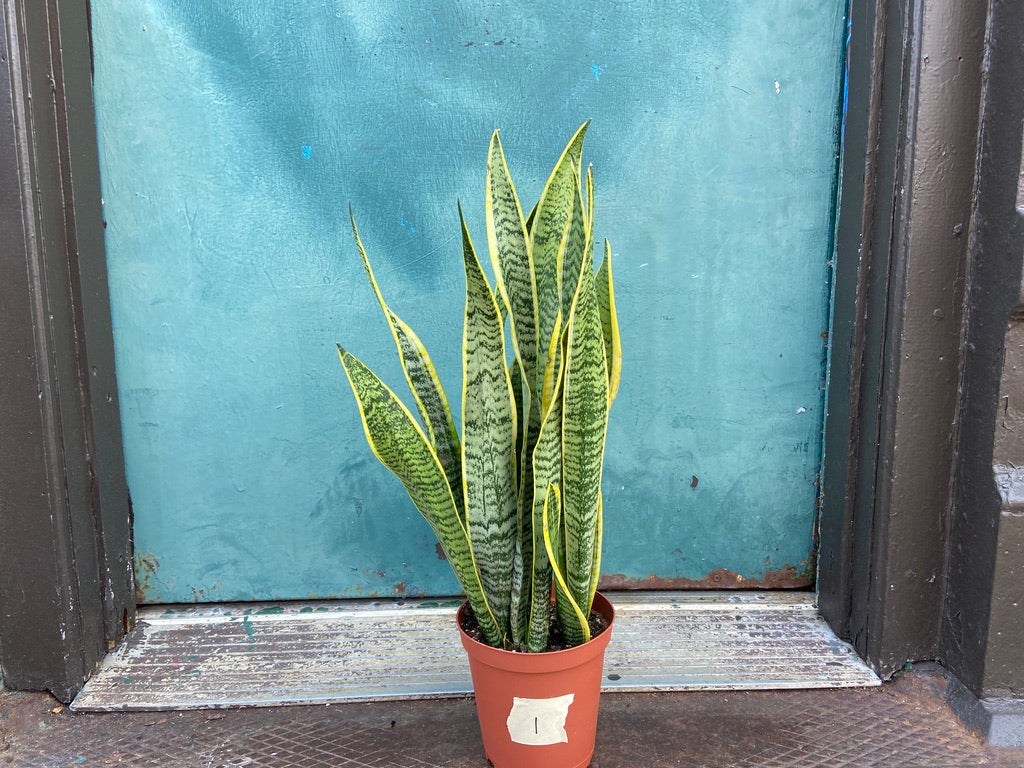 Sansevieria Laurentii (Snake Plant) - 6" Pot