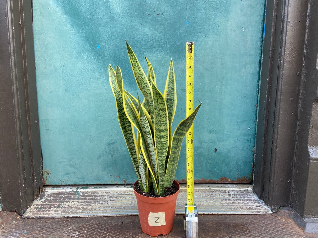 Sansevieria Laurentii (Snake Plant) - 6" Pot