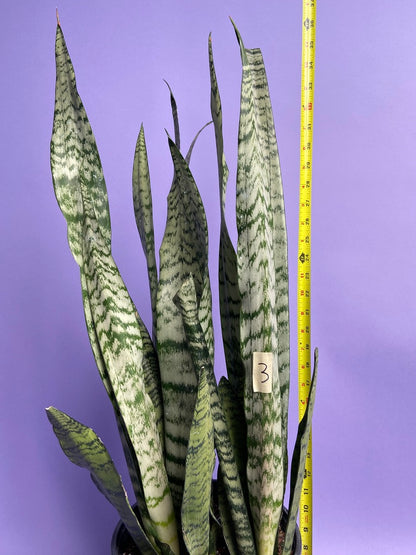 Sansevieria Zeylanica (Snake Plant) - 10" Pot