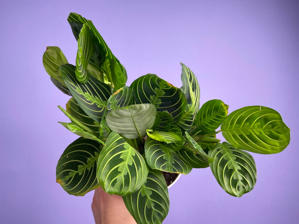 Maranta "Lemon Lime" - 6"