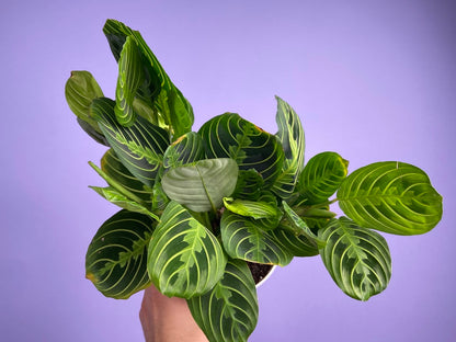 Maranta "Lemon Lime" - 6"