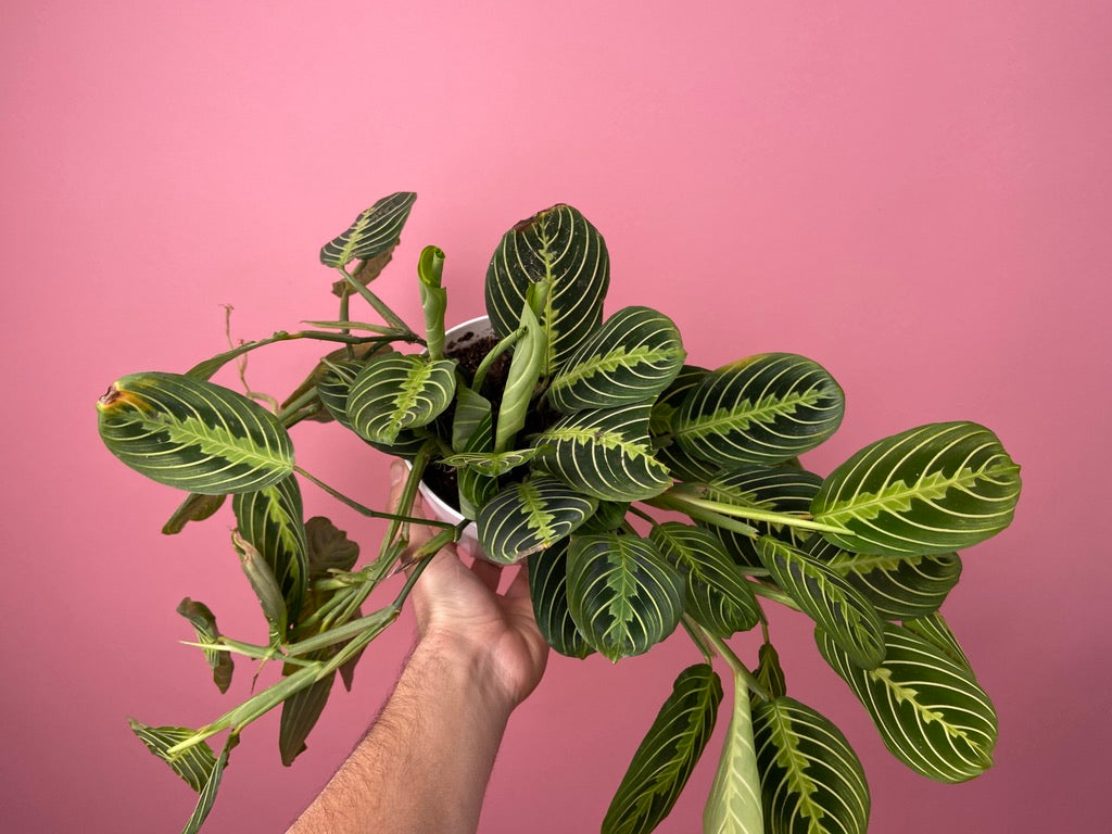 Maranta "Lemon Lime" - 6"