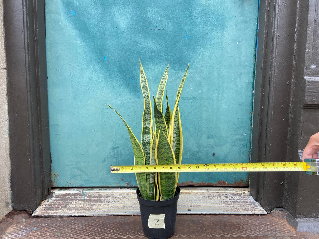 Sansevieria Laurentii (Snake Plant) - 6" Pot
