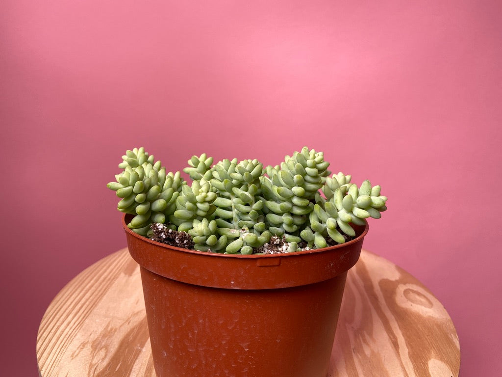 Sedum Burro's Tail - 6"
