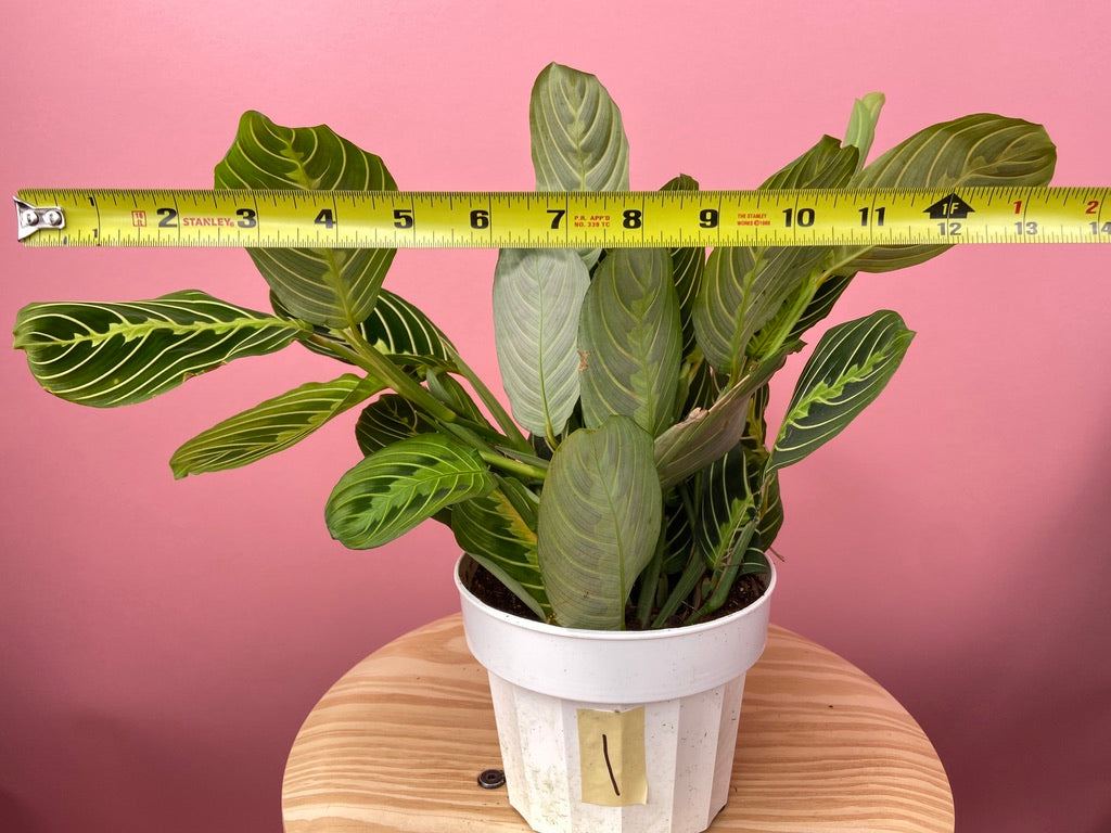 Maranta "Lemon Lime" - 6"
