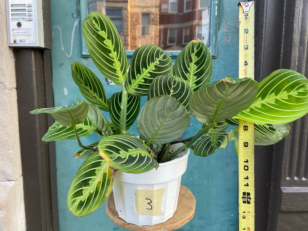 Maranta "Lemon Lime" - 6"