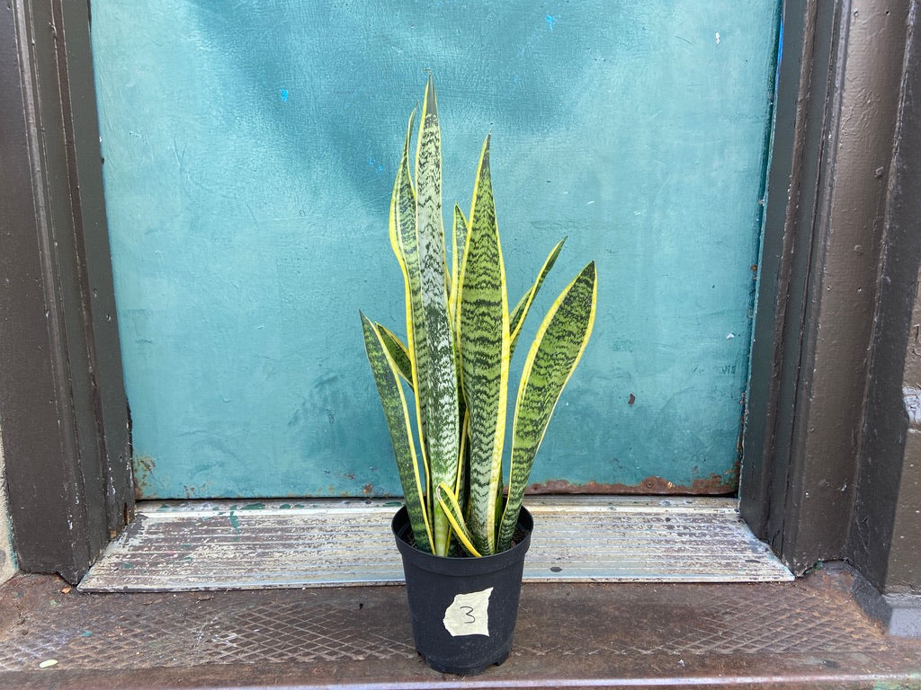 Sansevieria Laurentii (Snake Plant) - 6" Pot
