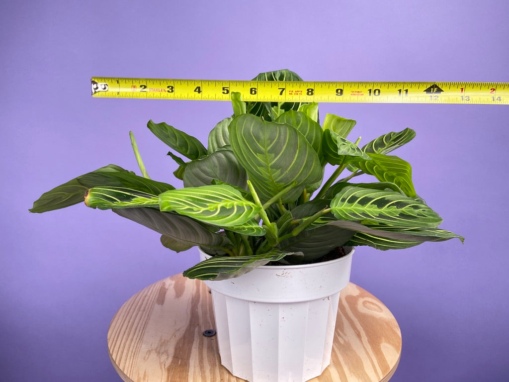 Maranta "Lemon Lime" - 6"