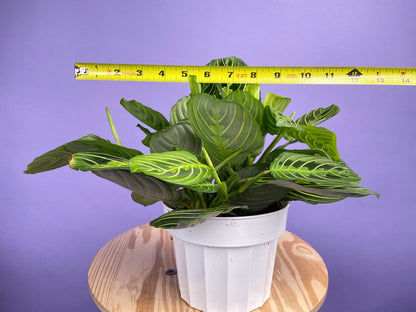 Maranta "Lemon Lime" - 6"