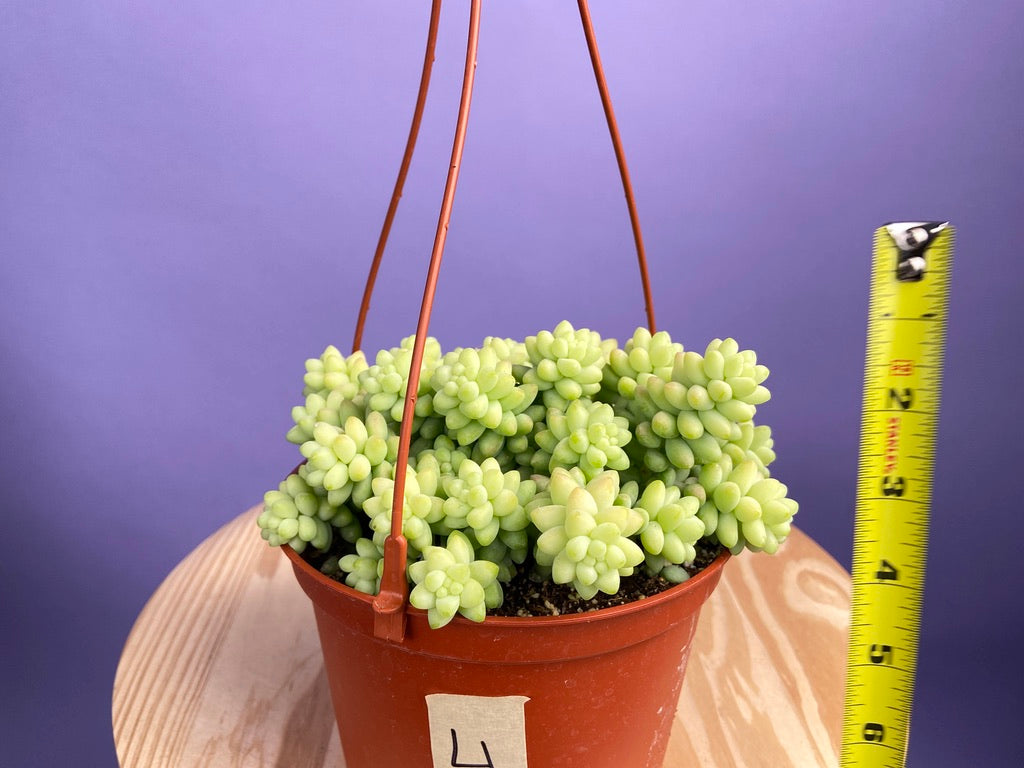 Sedum Burro's Tail - 6"