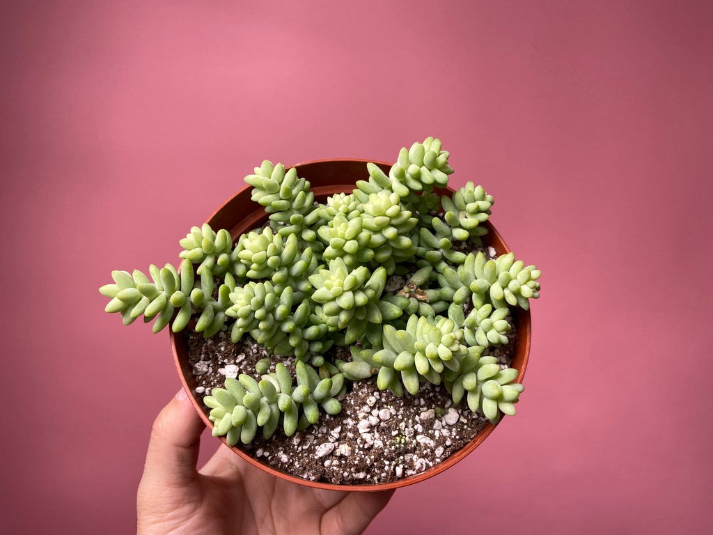 Sedum Burro's Tail - 6"