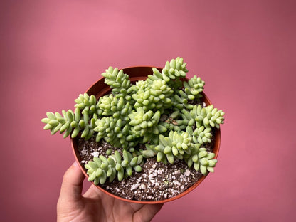 Sedum Burro's Tail - 6"